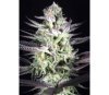 Blueberry Cookies - Dinafem Seeds