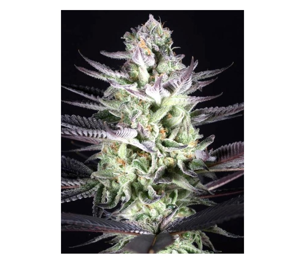 Blueberry Cookies - Dinafem Seeds