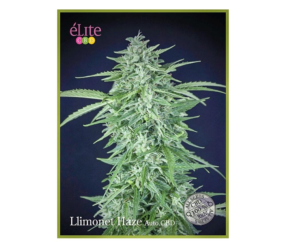 LLimonet Haze Auto CBD - Élite Seeds