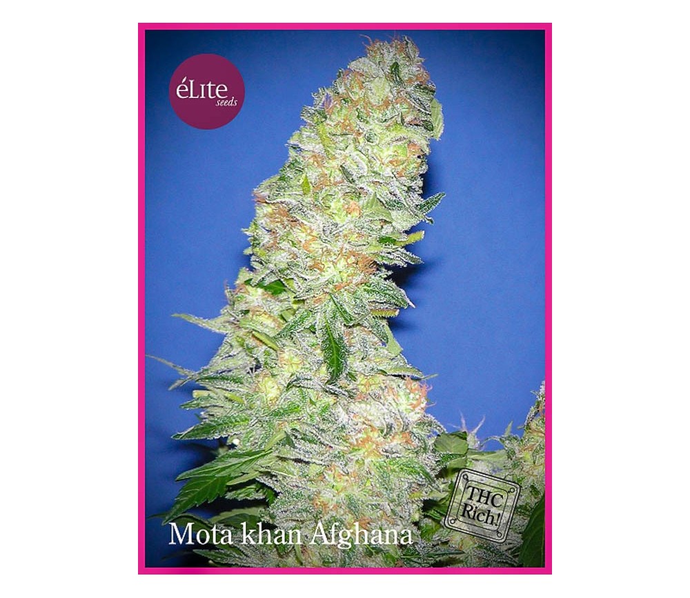 Mota Khan Afghana - Élite Seeds