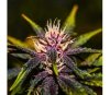 Purplediol Autofloreciente CBD - Élite Seeds