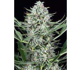 Cookies Autoflowering - Dinafem Seeds