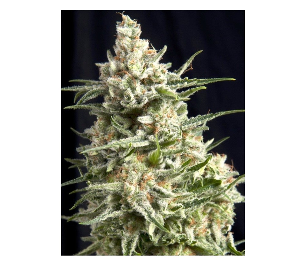 Anesthesia CBD - Pyramid Seeds