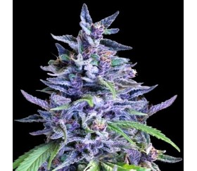 Orient Express X Nepal Jam - Ace Seeds