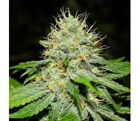 Original Afghan Regulares - The Bulldog Seeds