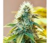 White Widow Regulares - The Bulldog Seeds