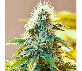 White Widow Regulares - The Bulldog Seeds