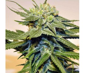 Bubblegum Kush - The Bulldog Seeds