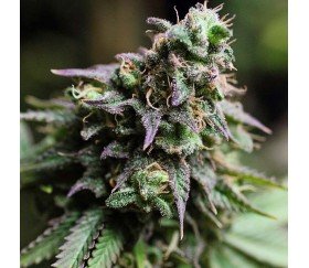 Blue Dream - The Bulldog Seeds