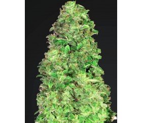 CBD Auto 20:1- Fast Buds Seeds