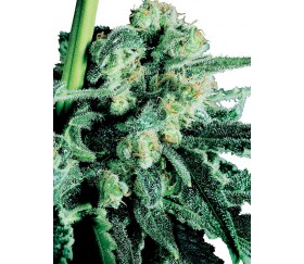 Sensi Skunk von Sensi Seeds