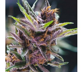 Black Cherry Punch - Pyramid Seeds