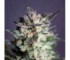 Diesel Glue - Kannabia Seeds