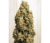 Green Crack CBD - Humboldt Seeds Organization