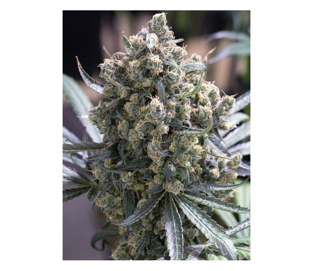 FAST FLOWERING GREEN CRACK