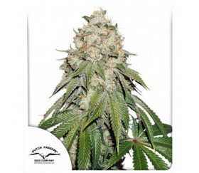 Banana Blaze - Dutch Passion