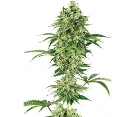 Nicole Hindu Kush - White Label Seeds 