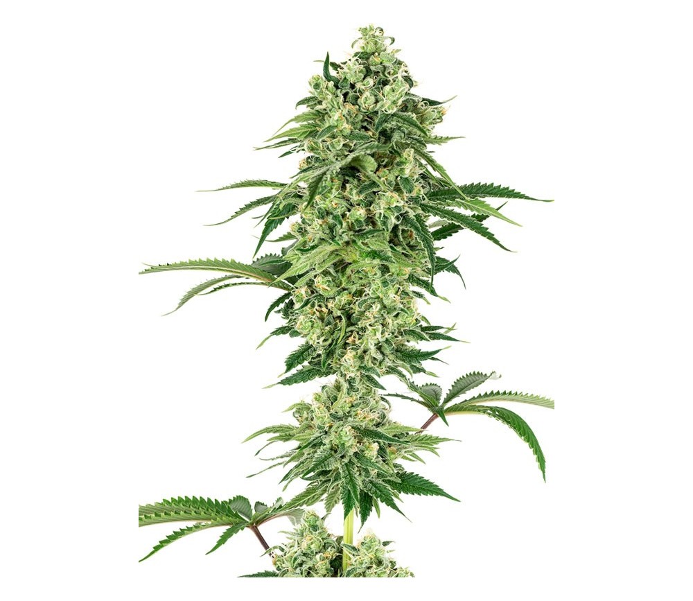 Nicole Hindu Kush - White Label Seeds 