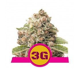 Triple G -  Royal Queen Seeds