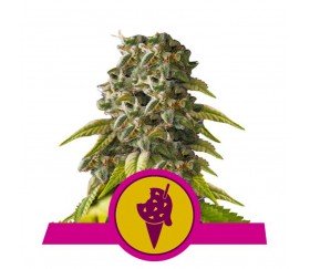 Cookies Gelato - Royal Queen Seeds