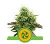 Sweet ZZ Automatic - Royal Queen Seeds