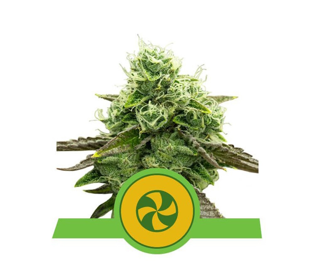 Sweet ZZ Automatic - Royal Queen Seeds