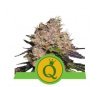 Purple Queen Automatic - Royal Queen Seeds