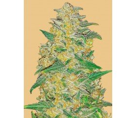 Original Auto Ak - Fast Buds Seeds