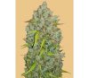 Original Auto Bubblegum de Fast Buds Seeds