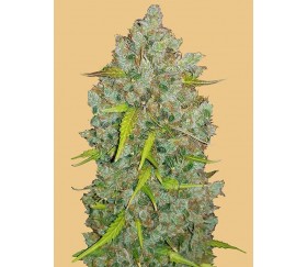 Venta de semillas feminizadas Gorilla Glue Auto de Fast Buds