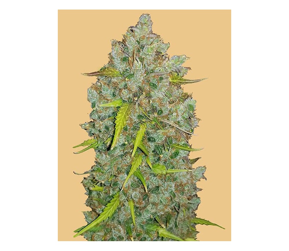 Original Auto Bubblegum de Fast Buds Seeds