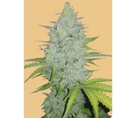 Original Auto Cheese - Fast Buds Seeds

Original Auto Cheese - Fast Buds Samen