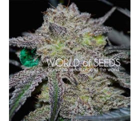 Tonic Ryder de World of Seeds