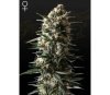 Bubba Slush - Green House Seeds