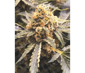 Recovery CBD de Medical Seeds