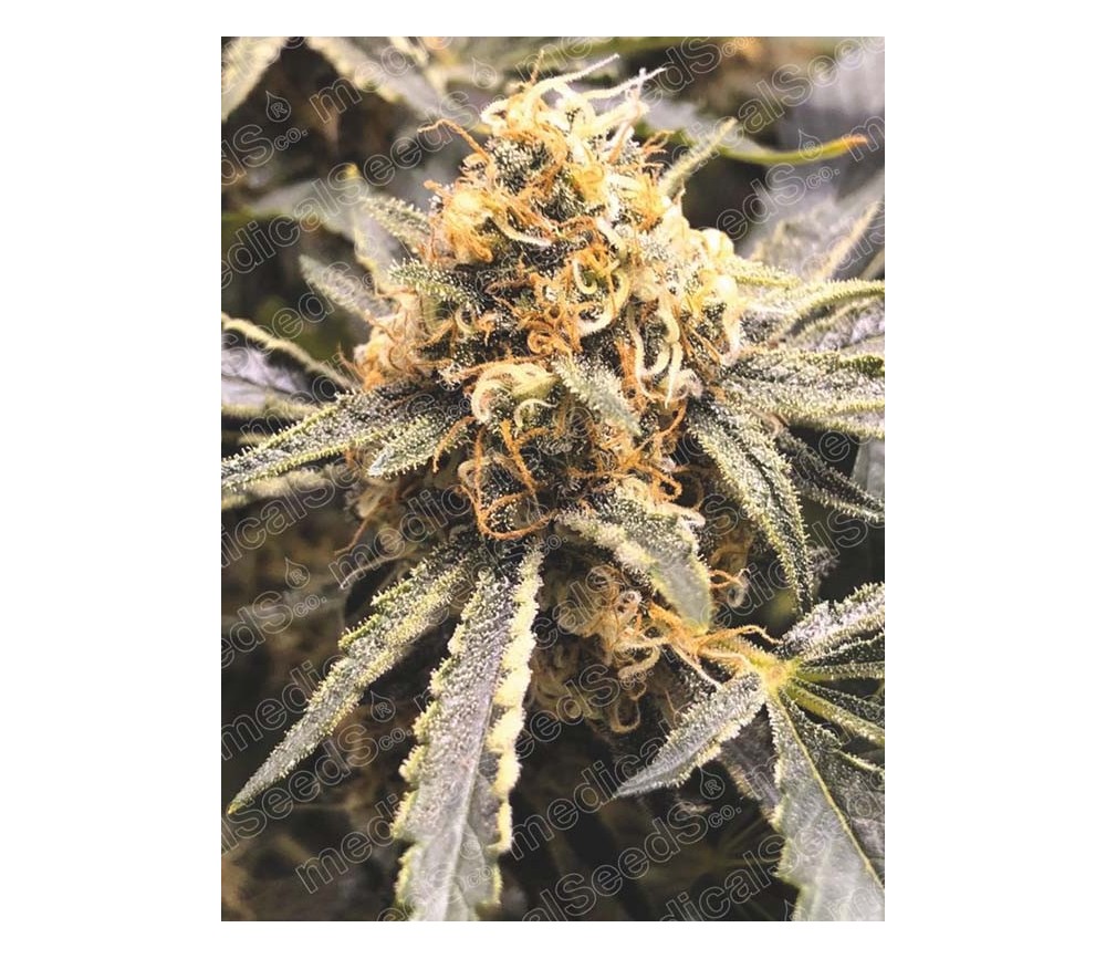 Recovery CBD de Medical Seeds