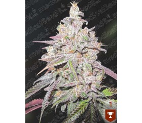 Mendocino Chanel Kush -  Medical Seeds