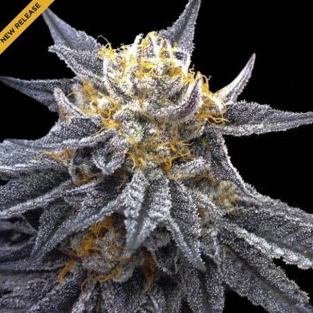 SSOG de DNA Genetics