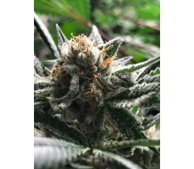 Critical Jack-Condor - R-kiem Seeds