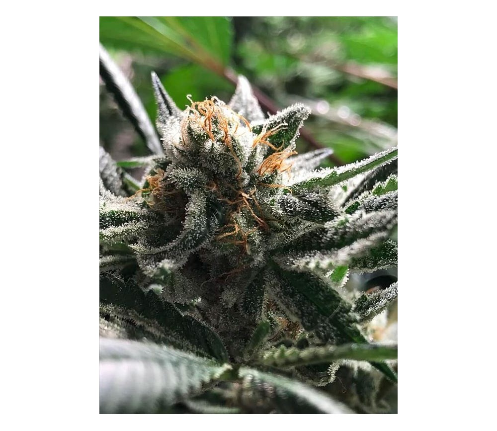 CRITICAL JACK-CONDOR