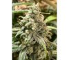 DeadCheese de R-kiem Seeds 