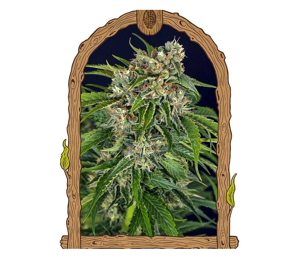 Sir Jack Auto Pure CBD - Exotic Seeds