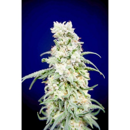 Rainbow Barb de House of the Great Gardener - La Huerta Grow Shop