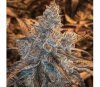 Guswhers Strawnana de Purple City Genetics