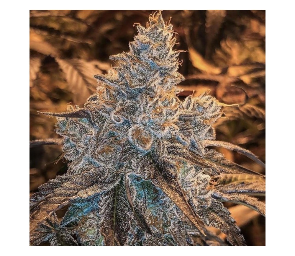 Guswhers Strawnana de Purple City Genetics