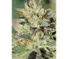 HendRx Wedding Tree - Humboldt Seeds Company