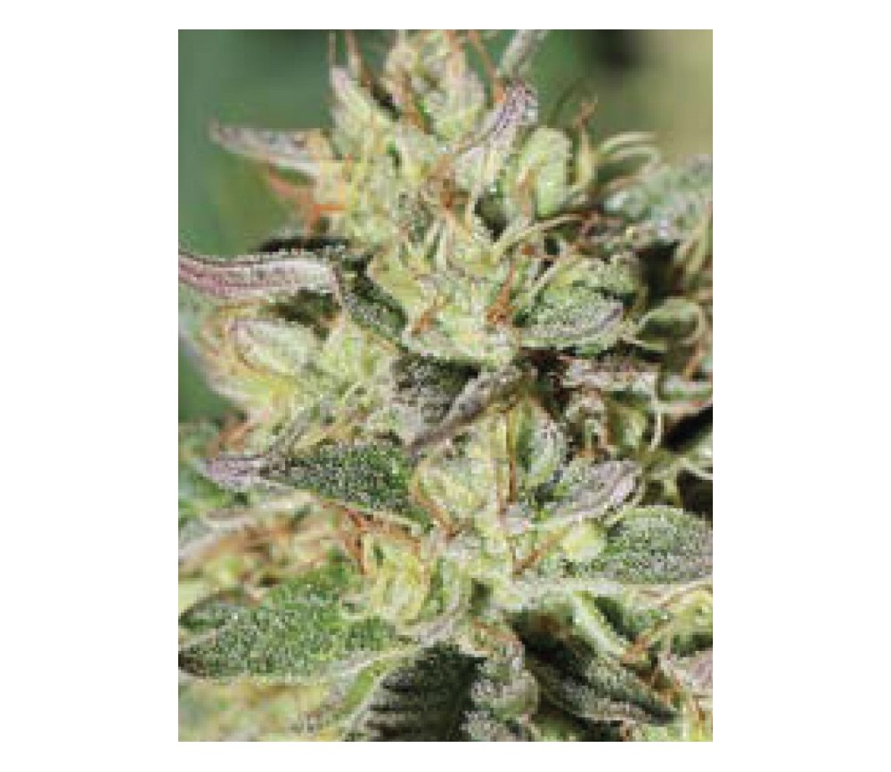 HendRx Wedding Tree - Humboldt Seeds Company