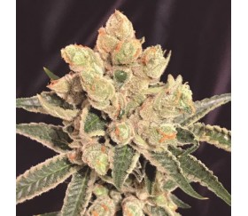 Banana Sherbet de Kush Brothers Seeds 