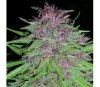 ErdPurt Regular de Ace Seeds