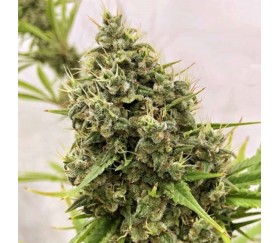 Guawi Regular de ACE Seeds